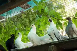 The pigeons in his loft. Breeding of domestic pedigreed pigeons
